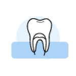 Tooth cross-section illustration showing dental anatomy and root structure.